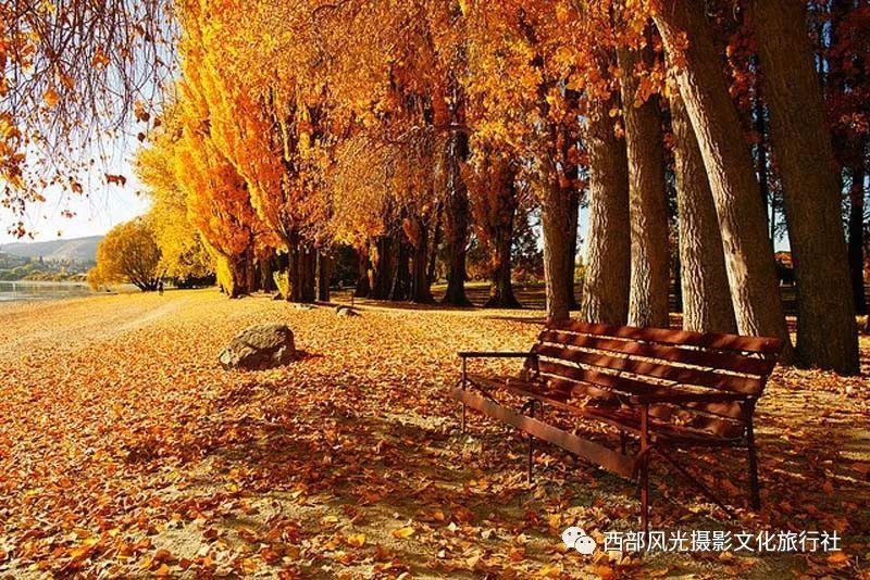 逃离奇异森林